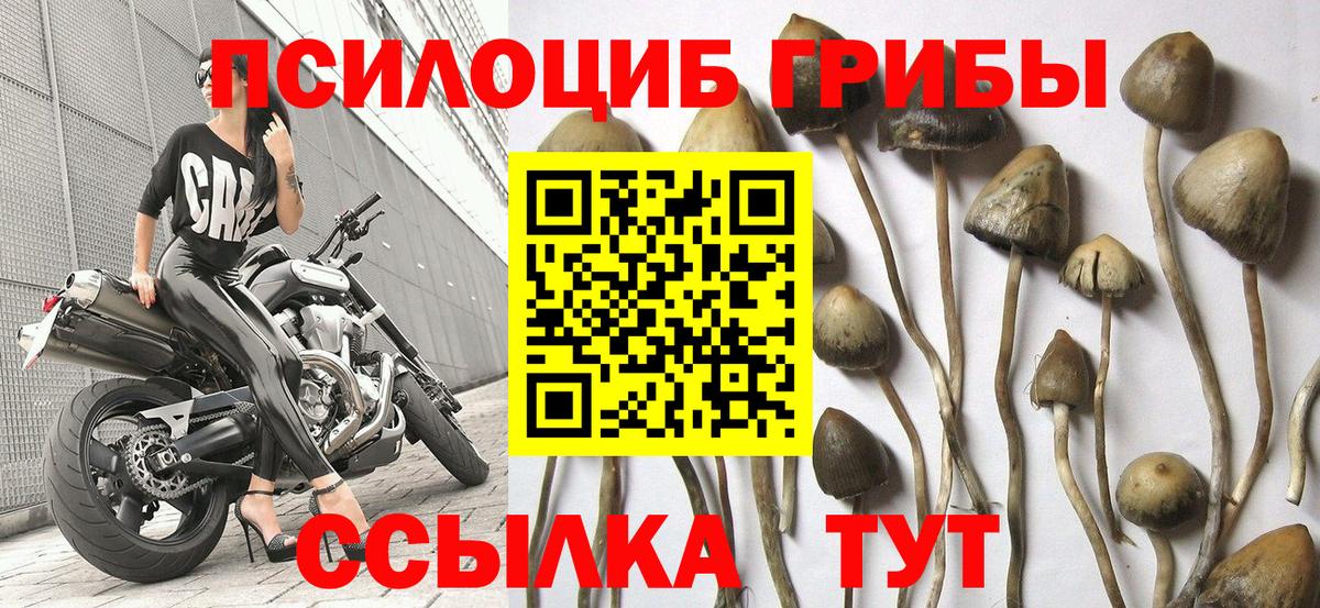 Ивантеевка  Галлюциногенные грибы Psilocybine cubensis  как найти закладки  Вход с VPN 